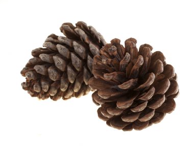 Beyaz bir arka plan üzerinde iki külah