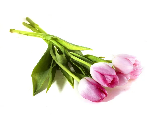 Buquê de tulipas de primavera em um fundo branco — Fotografia de Stock