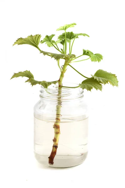 Ghanaer Stiele in einem Glas — Stockfoto