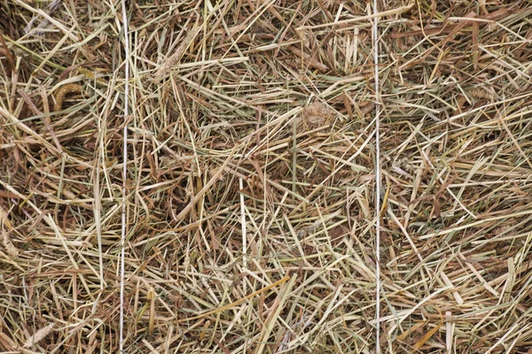 Torrt gräs eller hö konsistens — Stockfoto