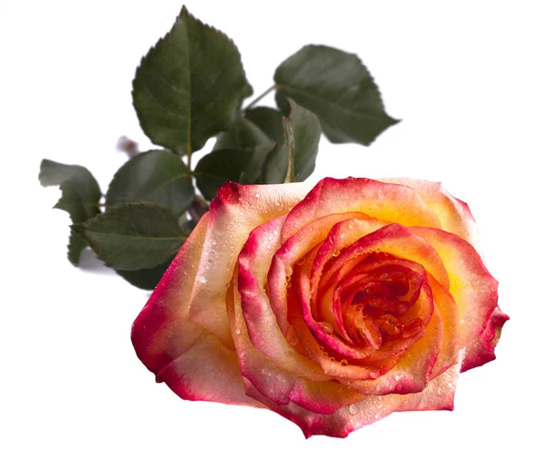 Rose Isolée Sur Fond Blanc — Photo