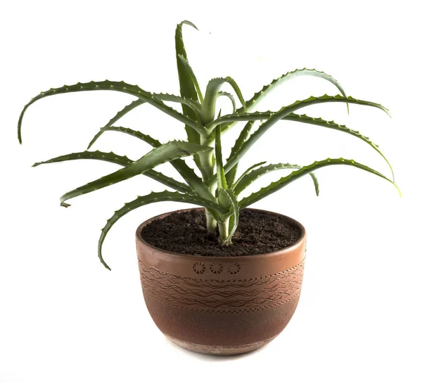 Aloe Blumentopf Auf Weißem Hintergrund — Stockfoto