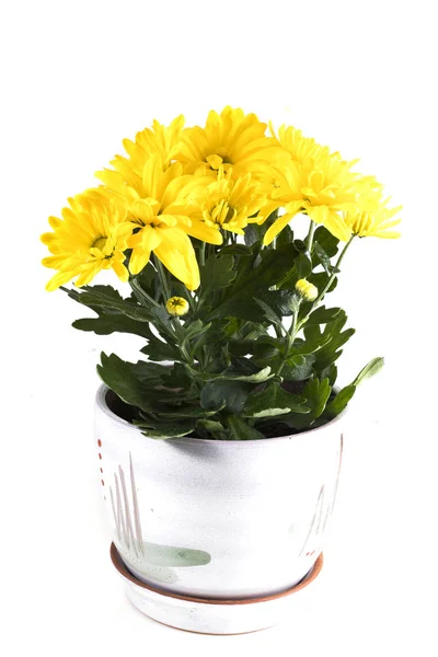 Chrysanthème Jaune Dans Pot Sur Fond Blanc — Photo