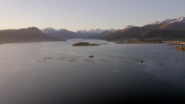 Aquaculture Cod Pollock Farm Sunrise — Stock Video