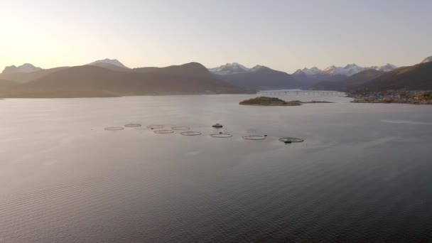 Een Aquacultuur Kabeljauw Pollock Farm Bij Zonsopkomst — Stockvideo