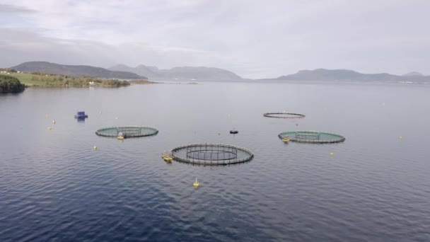 養殖魚の養殖場で食料用の魚株を保有していた — ストック動画