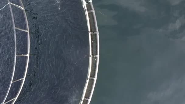 Blick Aus Der Vogelperspektive Auf Eine Aquakultur Fischzucht — Stockvideo