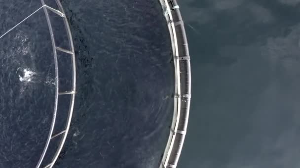 Bird Eye View Aquaculture Fish Farm — Stock Video