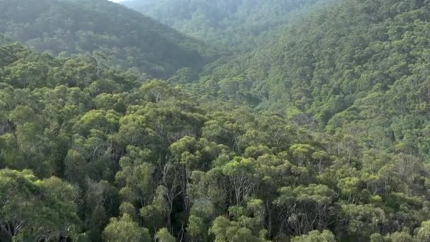 Flyover Australian Forests South Coast — Stock Video