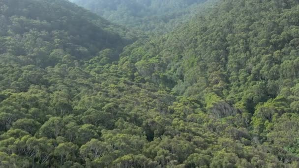 Überflug Der Australischen Wälder Der Südküste — Stockvideo