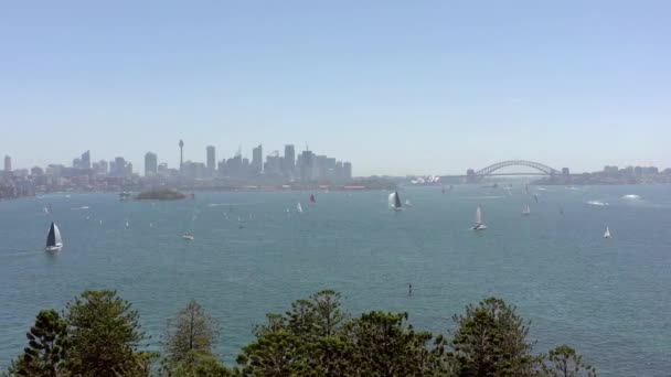 サメ島上空を飛ぶ夏のシドニー港のヨットとボート — ストック動画