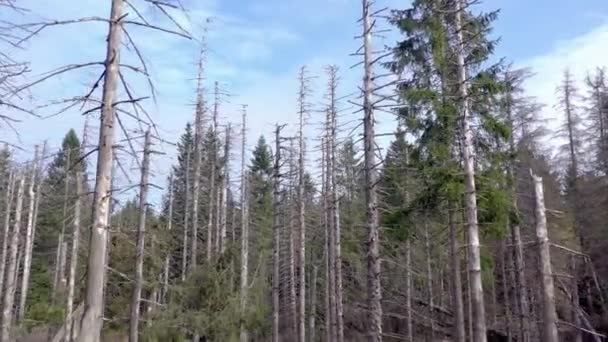 Foresta Morta Morente Causata Dalla Vista Aerea Del Coleottero Corteccia — Video Stock