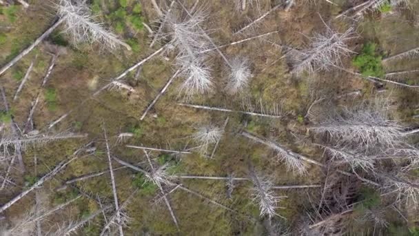 Forêt morte et mourante causée par le scolyte Vue Aérienne 