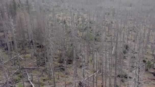 Toter Und Sterbender Wald Durch Borkenkäfer Luftaufnahme — Stockvideo