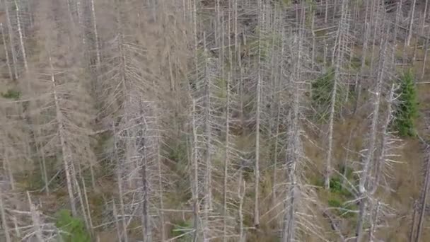 樹皮ビートルの空中ビューによって引き起こされる死と死の森 — ストック動画