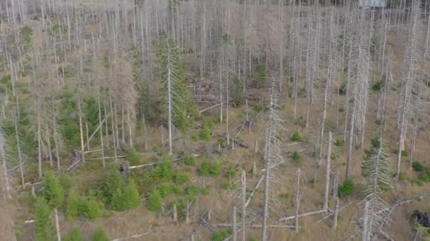 Död Och Döende Skog Orsakad Bark Beetle Antenn View — Stockvideo