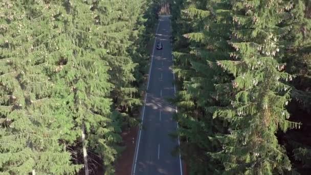 Voiture Voyage Travers Une Route Forestière — Video