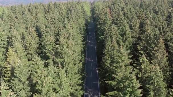 Coche Viaje Través Camino Forestal — Vídeo de stock