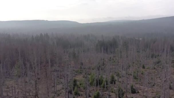 Toter Und Sterbender Wald Durch Borkenkäfer Luftaufnahme — Stockvideo