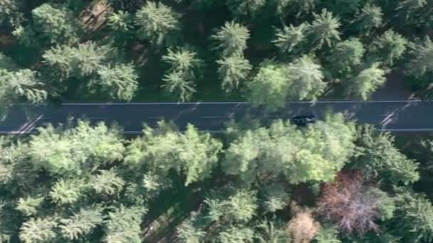 鸟瞰在森林路上行驶的汽车 — 图库视频影像