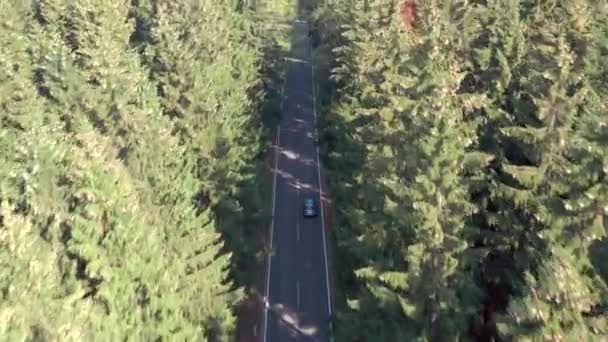 Samochód Podróży Przez Las Road — Wideo stockowe