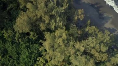 Bir Orman, Plaj ve Deniz Kuş Gözü Manzarası