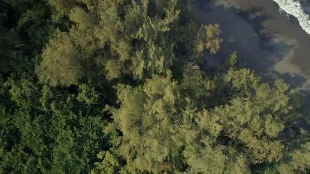 Vue aérienne d'une jungle, d'une plage et d'une mer 