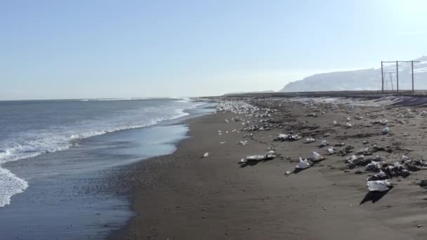 氷河ラグーンのダイヤモンドビーチ 散在する氷と黒砂のビーチ — ストック動画
