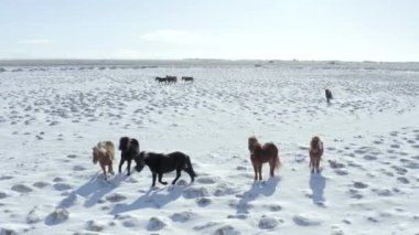 Karlı Koşullarda Güzel İzlanda Atları Sürüsü