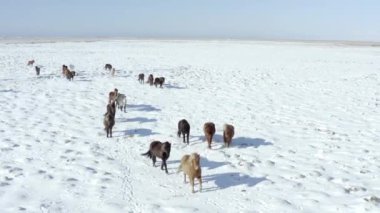 Karlı Koşullarda Güzel İzlanda Atları Sürüsü