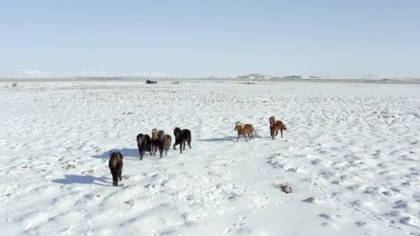 Pack Beautiful Icelandic Horses Snowy Conditions — Stock video