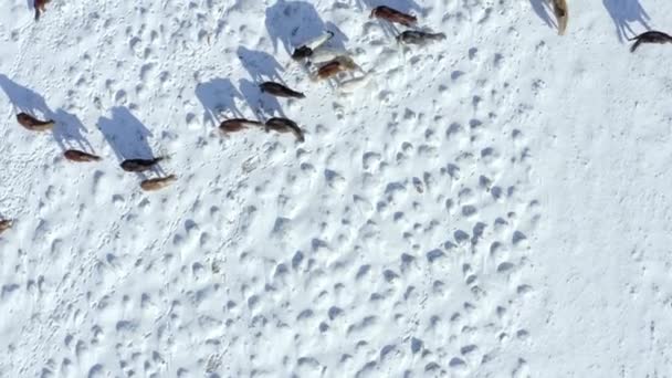 Bird Eye View Pack Icelandic Ponies Snowy Conditions — стоковое видео