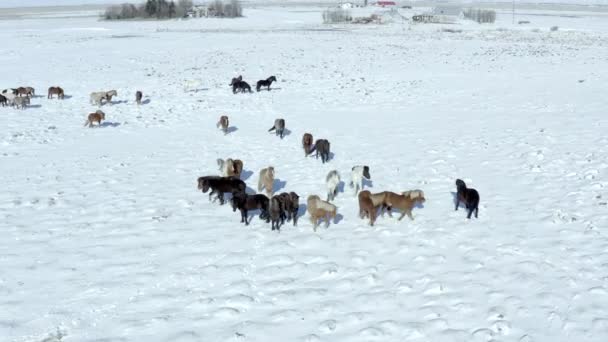 雪の状態で美しいアイスランドの馬のパック — ストック動画