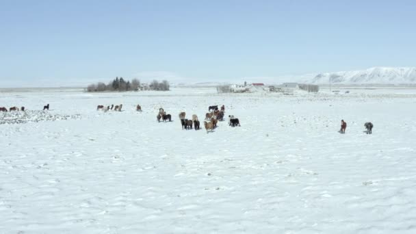 Latanie Nad Stadem Pięknych Islandzkich Koni Śnieżnych Warunkach — Wideo stockowe
