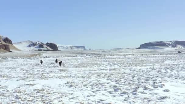 雪地条件下飞奔的冰岛马群 — 图库视频影像