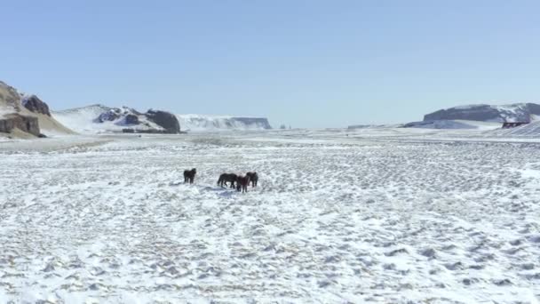 Wilde Islandpferde Bei Verschneiten Verhältnissen Mit Wunderschöner Isländischer Landschaft — Stockvideo