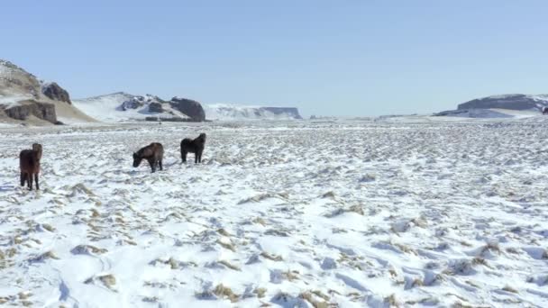 Дикие Исландские Лошади Снежных Условиях Красивым Ландшафтом Исландии — стоковое видео