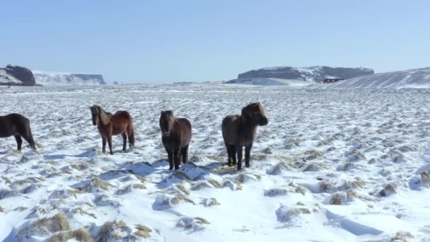 美しいアイスランドの風景と雪の条件で野生のアイスランドの馬 — ストック動画