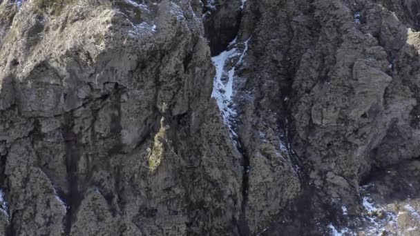 Bird Swooping Flying Cliff Nest Wczesnym Rankiem — Wideo stockowe