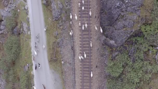 今後の列車が危険にさらされる鉄道線路沿いを歩く動物 — ストック動画