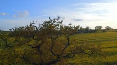 Sunset Havacılık 'taki Old Oak Tree ve Oilseed Field.