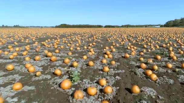 農場でのカボチャのパッチ収穫の準備ができている空中フライオーバー — ストック動画
