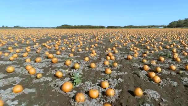 Pumpa Patch Gård Redo För Skörd Antenn Överflygning — Stockvideo