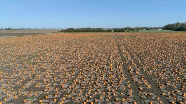Pumpkin Patch Farm Ready Harvest Aerial Flyover — Stock video