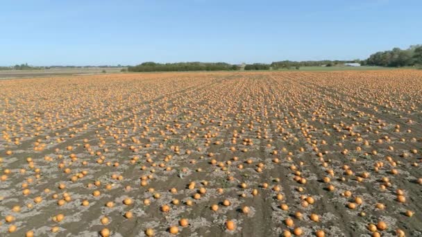 Pompoen Patch Een Boerderij Klaar Voor Oogst Luchtfoto Flyover — Stockvideo