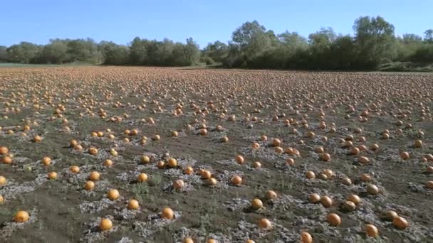 Çiftlikteki Kabak Tarlası Hava Üstgeçidini Hasat Etmeye Hazır — Stok video