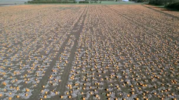 Pumpkin Patch Farm Ready Harvest Aerial Flyover — Stock Video