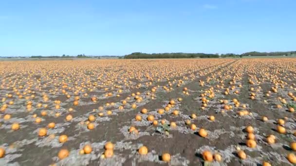 비행을 준비되어 농장의 — 비디오