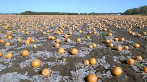 Parche Calabaza Una Granja Lista Para Cosecha Vuelo Aéreo — Vídeo de stock