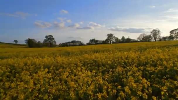 Champ oléagineux au coucher du soleil Survol aérien 